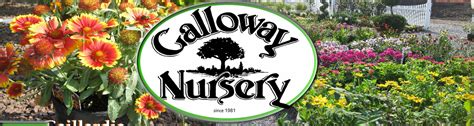 Galloway nursery - We are 20 acres of well maintained nursery stock and landscape supplies. For more than 30 years we have served the professional landscaper and homeowners in the south Jersey Area 